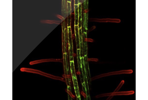 collage image title